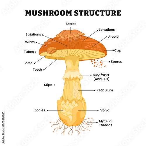 Mushroom structure parts, body anatomy of fungus diagram poster design, labeled scales, zonations, areole, cap, spores, skirt, ring, stripe, reticulum, volva, wrats, striations, tubes, teeth.