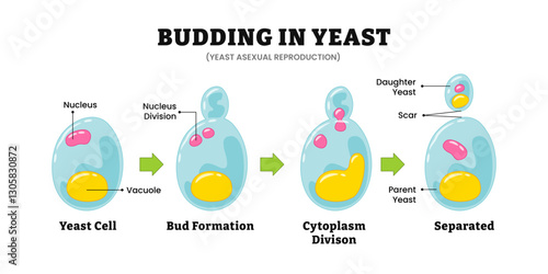 Yeast budding in yeast steps, Microbiology diagram, asexual reproduction, Saccharomyces. Labeled nucleus, vacuole, nucleus division, cytoplasm division, separated parent and daughter yeast and scar.