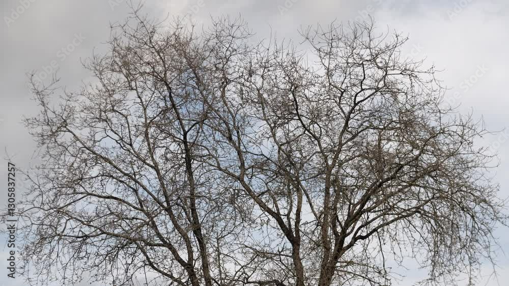 bare branches of a tree wave in the wind and become illuminated by the sun bare branches of a tree wave in the wind and become illuminated by the sun