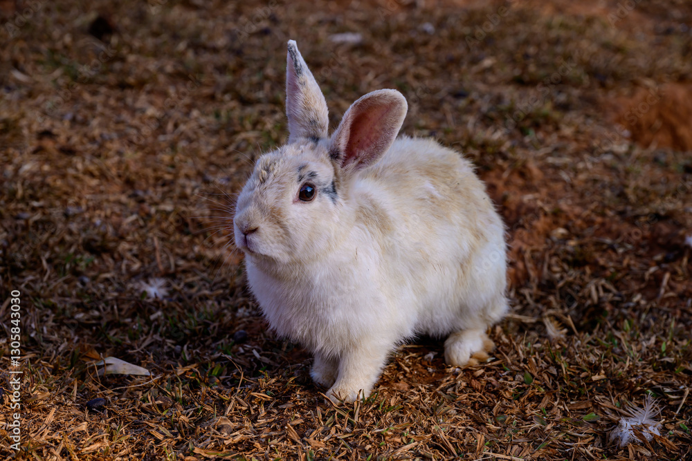Cute Cottontail Rabbit hare sitting on floor. Cute Cottontail Rabbit hare sitting on floor.