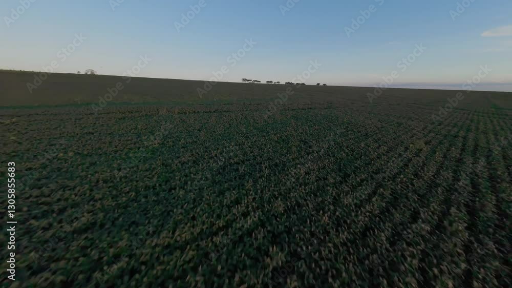 Aerial view of a soybean plantation in Goias, Brazil, showcasing the extensive fields and highlighting the agricultural practices in the region during a serene sunset