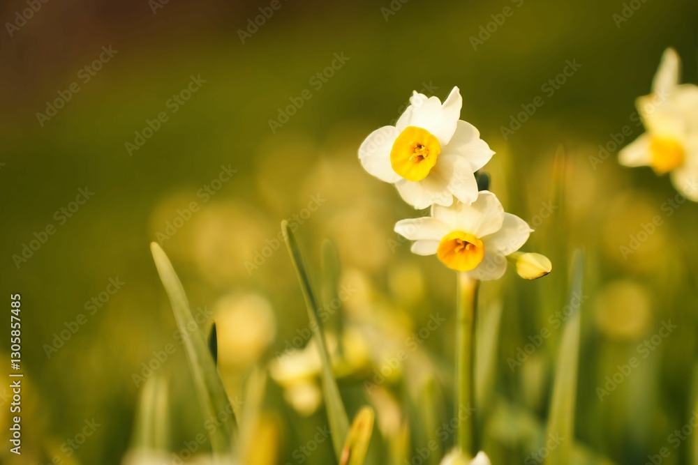 Fototapeta premium 夕陽に輝くスイセンの花