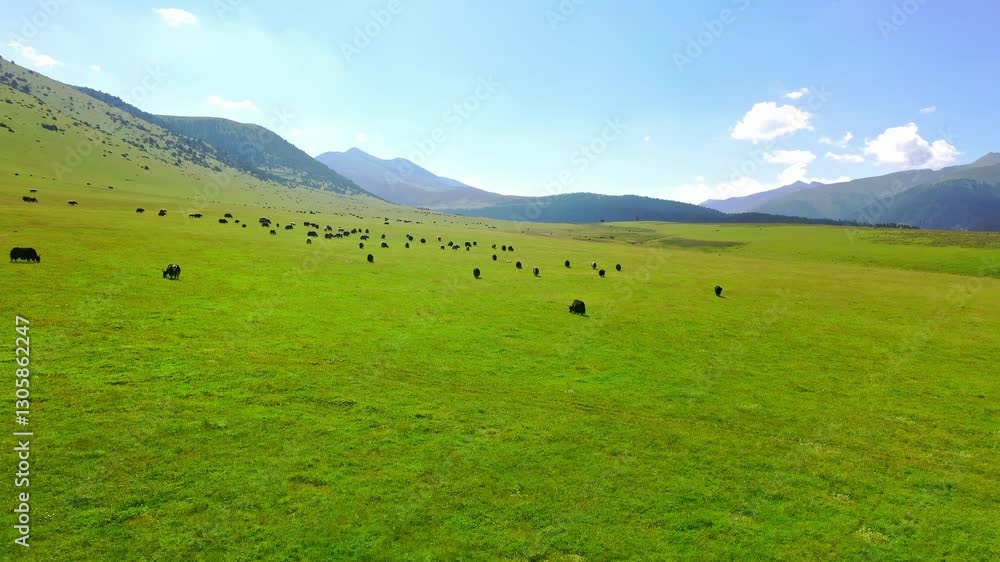 Springtime leisure of grassland yak herd in a serene mountainous landscape enjoying the warm sun Springtime leisure of grassland yak herd in a serene mountainous landscape enjoying the warm sun