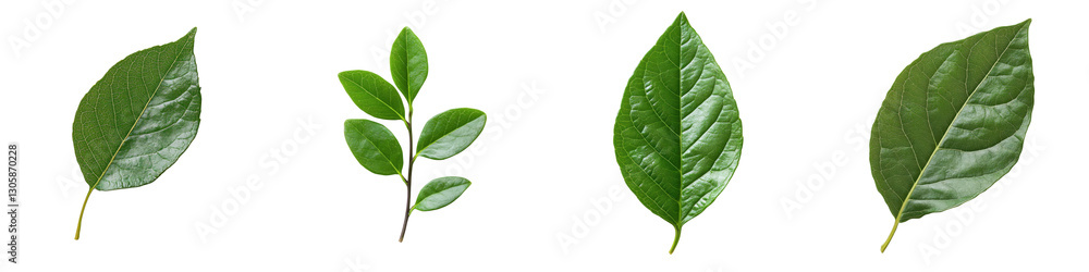 Fototapeta premium Fresh Green Leaves Displaying Different Shapes and Textures