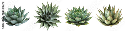 Variety of Succulent Plants Displayed in a Row on White Background