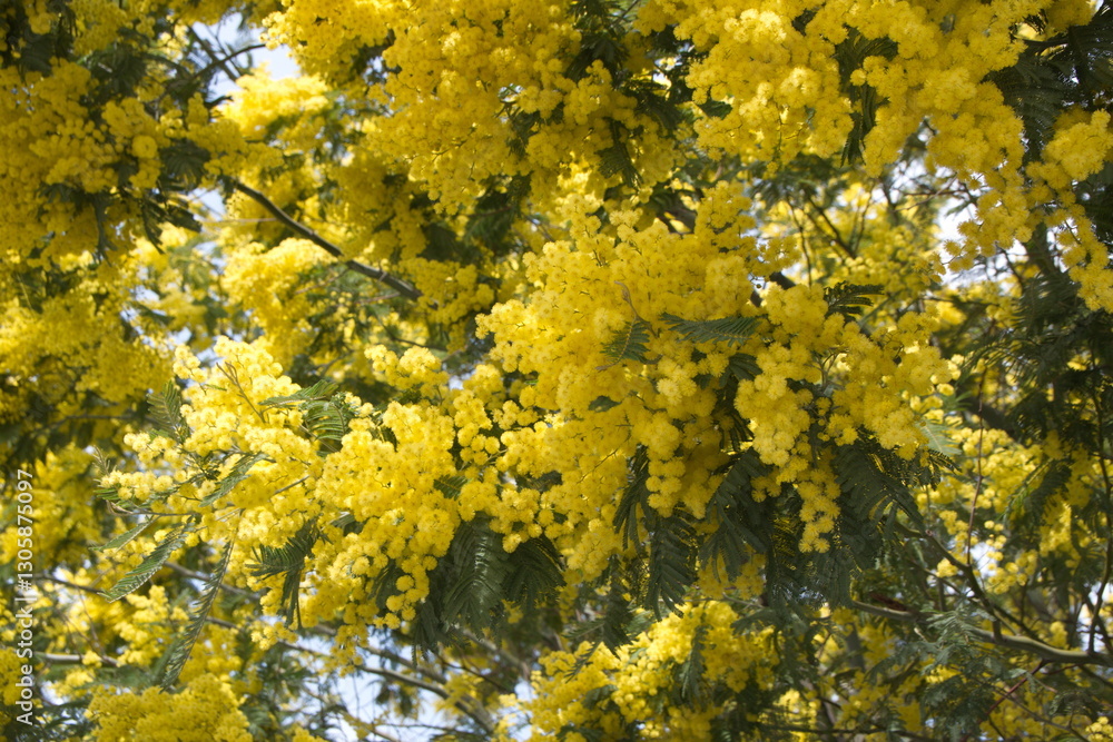 Acacia dealbata in bloom, Acacia derwentii with yellow flowers , mimosa tree Acacia dealbata in bloom, Acacia derwentii with yellow flowers , mimosa tree