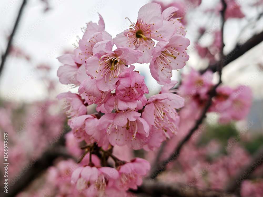 Obraz premium groups of pink sakura blossom on the branch in spring day