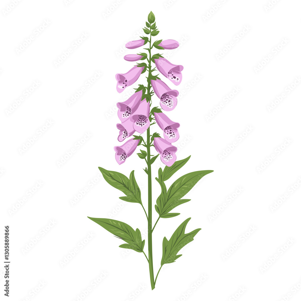 Fototapeta premium A Foxglove wildflower clip art foxglove illustration design vector