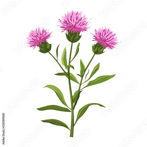 A pink Common Knapweed wildflower clip art illustration thistle design vector