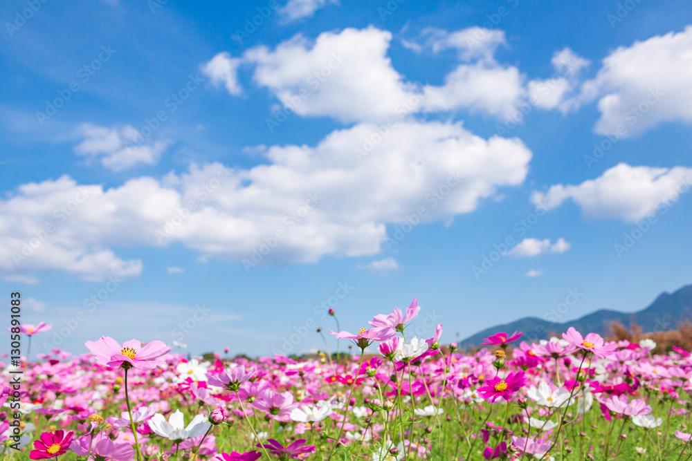 青空とコスモス畑