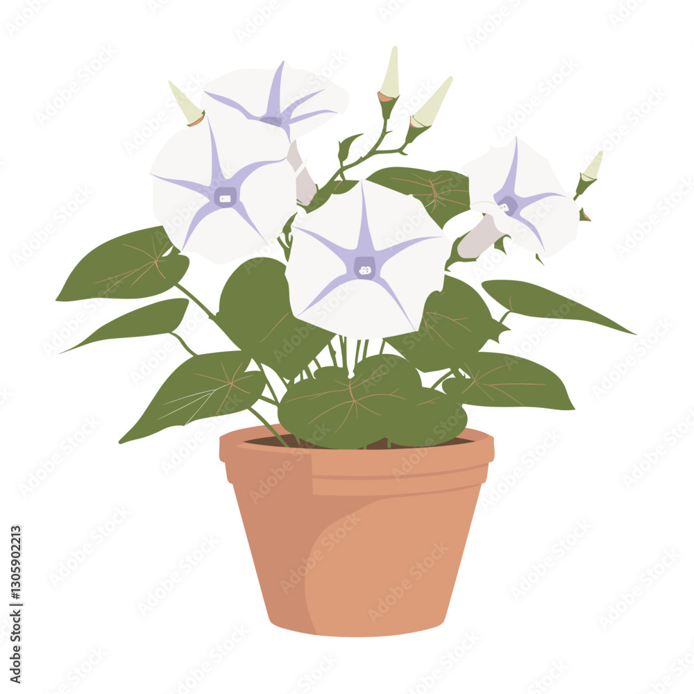 Fototapeta premium Potted plant white morning glory flowers illustration potted leaves vector