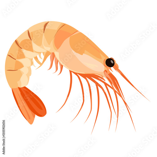 Shrimp shrimp illustration seafood vector