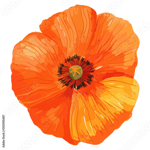 Poppy illustration vibrant flower vector