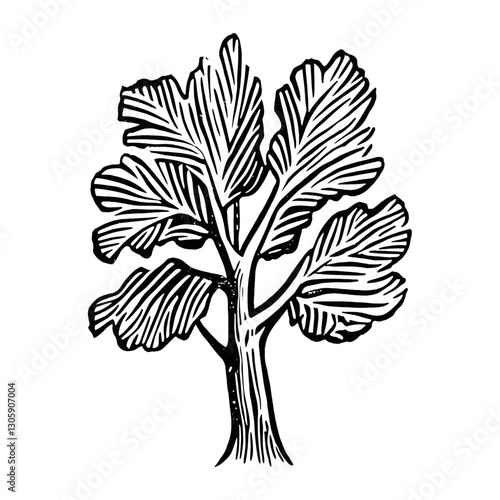 American sycamore tree drawing art sketch vector