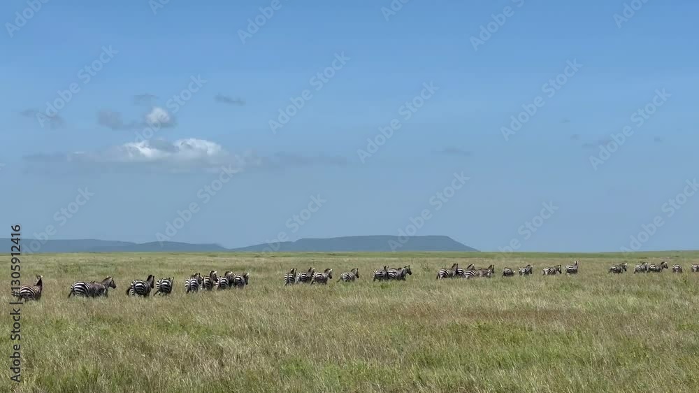 Herd of Grant's zebras (Equus quagga boehmi) walking one after another during the Great migration in Serengeti National Park, Tanzania. Herd of Grant's zebras (Equus quagga boehmi) walking one after another during the Great migration in Serengeti National Park, Tanzania.