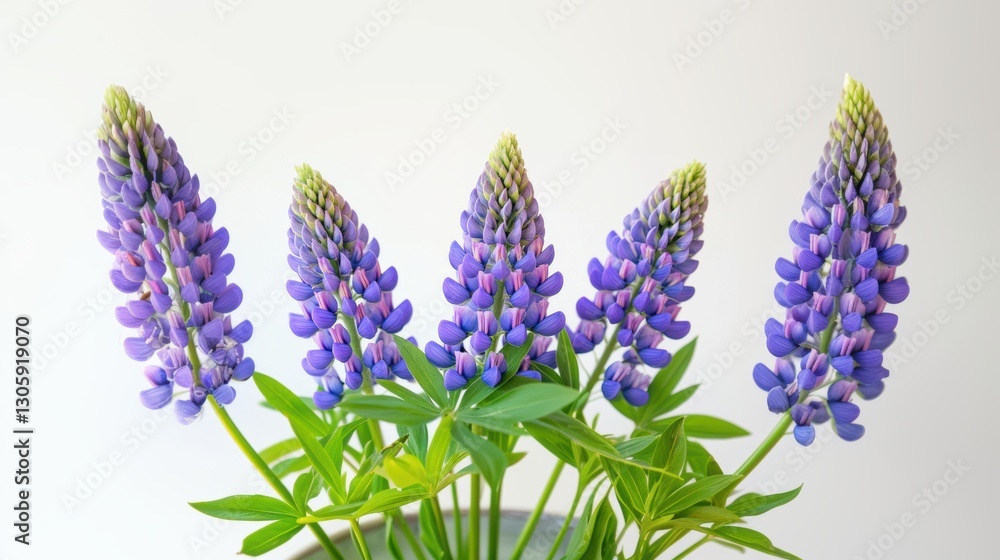 Fototapeta premium Beautiful colorful flowers in Spring.