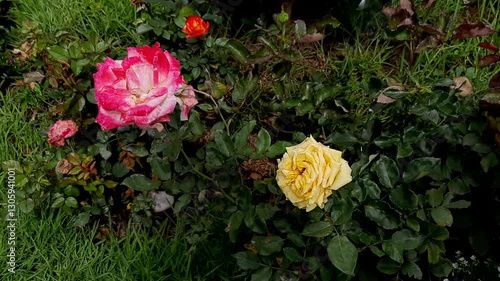 rose in the garden