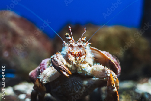 spanner crab in a saltwater aquarium photo