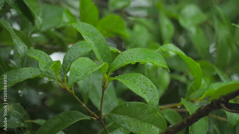 Spring rain falls gently on wet leaves and vibrant flowers in a lush garden setting Spring rain falls gently on wet leaves and vibrant flowers in a lush garden setting