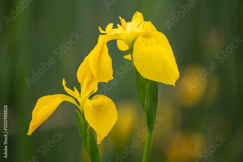yellowflag iris