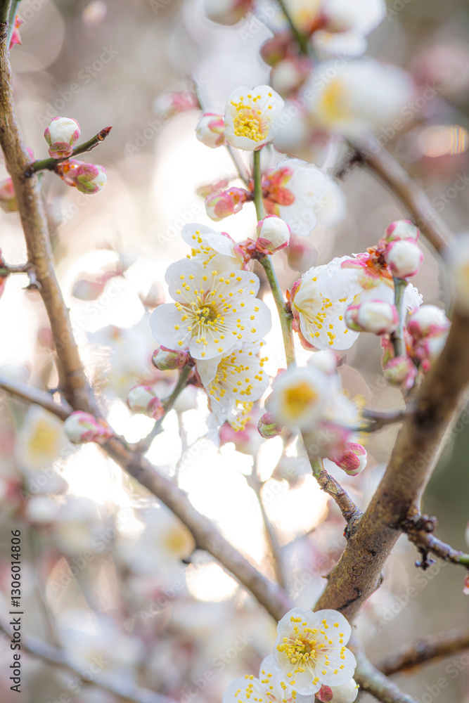 朝日を浴びて輝く梅の花 朝日を浴びて輝く梅の花