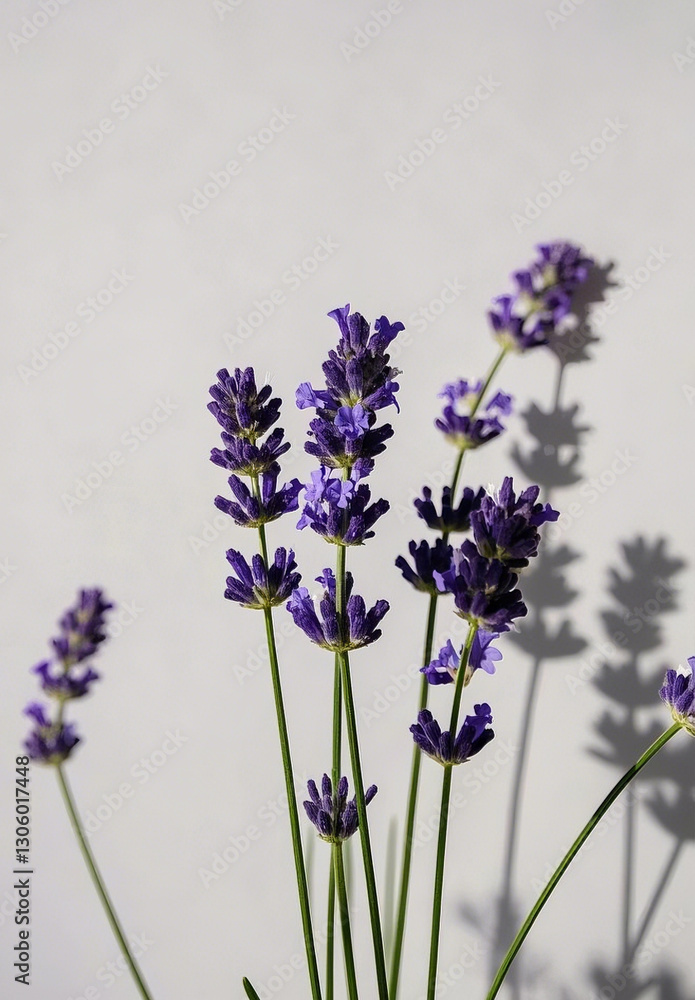 Obraz premium 라벤더 lavender Aromatherapy 뷰티 스파 보라색 라벤더 꽃