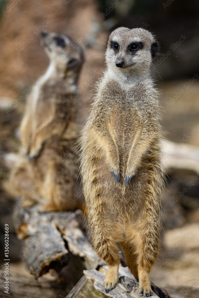 Erdmännchen Erdmännchen