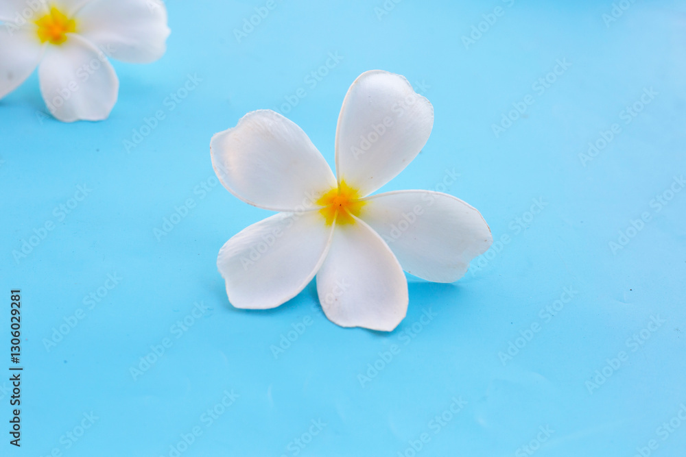 Fototapeta premium Plumeria or frangipani flower on blue background.