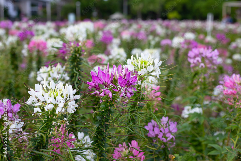 Obraz premium Cleome spinosa flower in the park