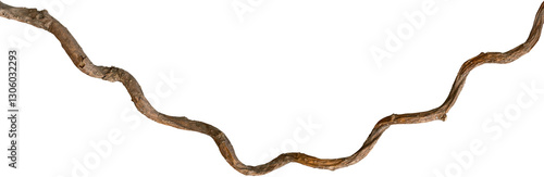 A vine with rugged texture that is twisted and dry is isolated on a white background.