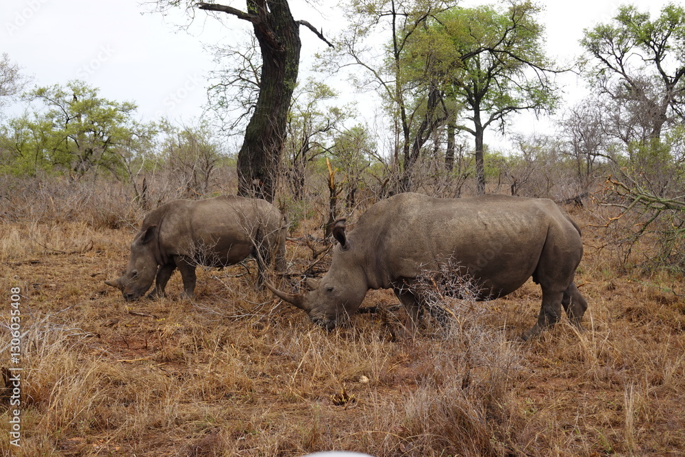 Fototapeta premium African wildlife from Krueger National Park in South Africa