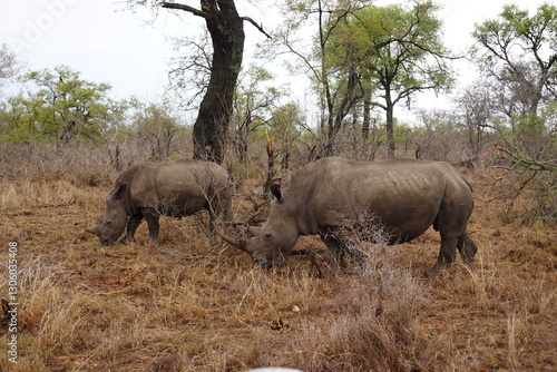 African wildlife from Krueger National Park in South Africa