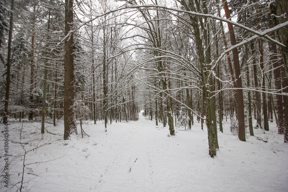 Fototapeta premium weather forecast, snowy season, snowfall, beautiful winter, winter holidays, walks in the forest, snow in the forest, global cooling, winter of the century 