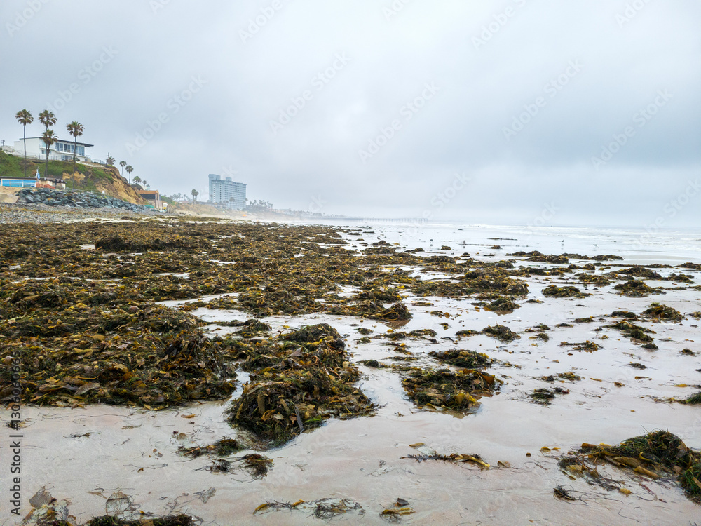 Φωτογραφία Washed onshore kelp and sea weeds covering wet sand in tidal basin of Tourmaline