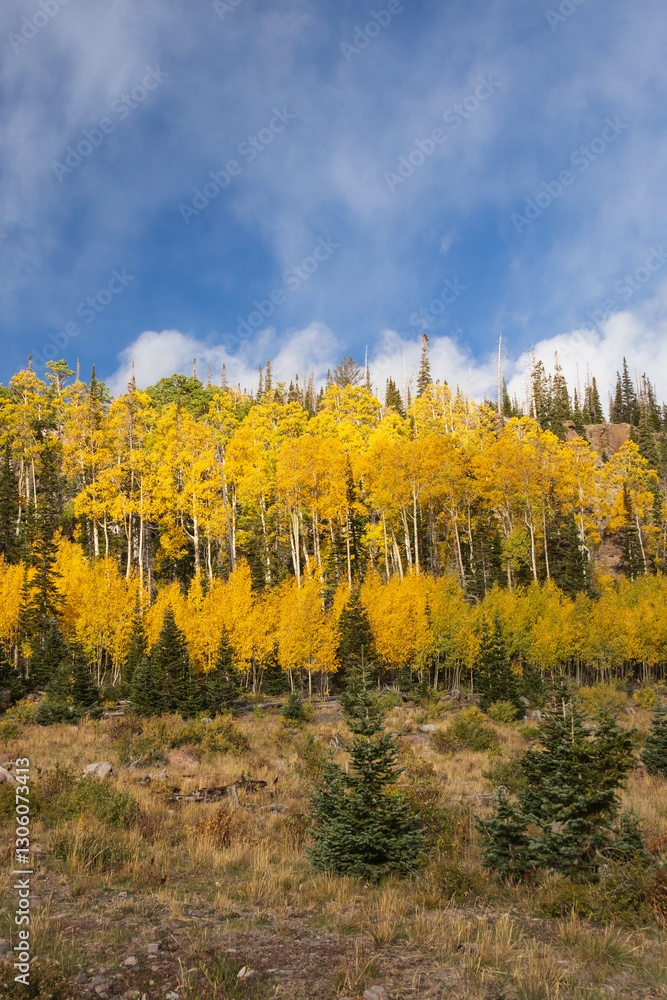 Fototapeta premium Aspen tree grove with blue sky and white clouds background