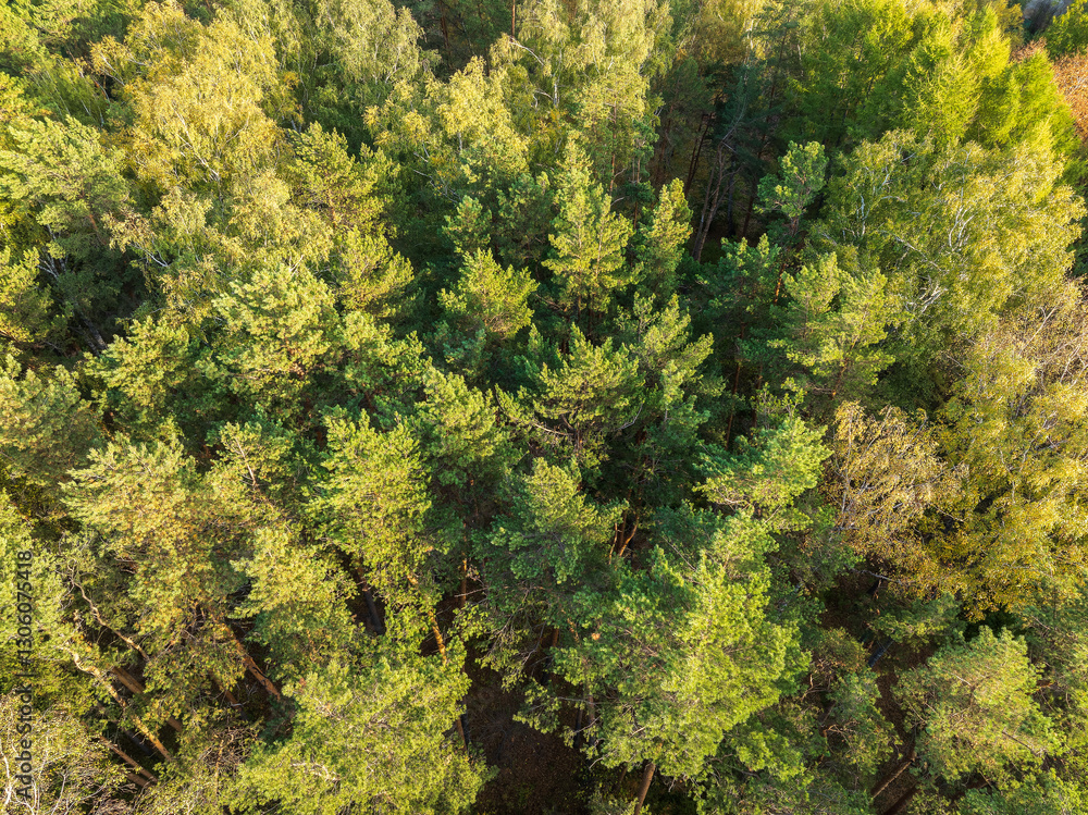 Aerial drone view of stunning colorful autumn fall forest. Aerial drone view of stunning colorful autumn fall forest.