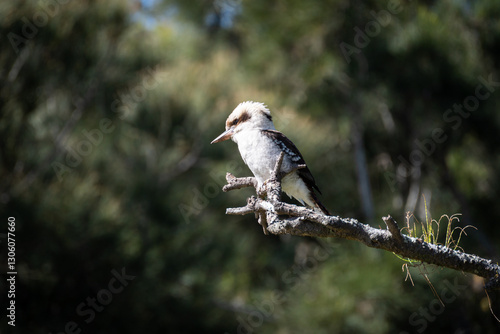 Kookaburra sitting on a branch