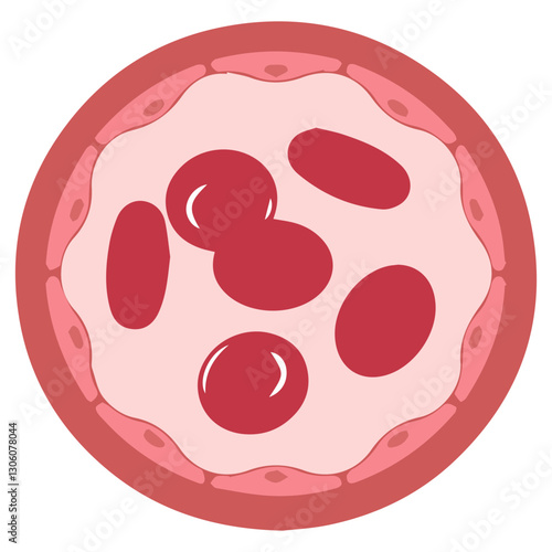 Vessel cross with red blood cells colored icon