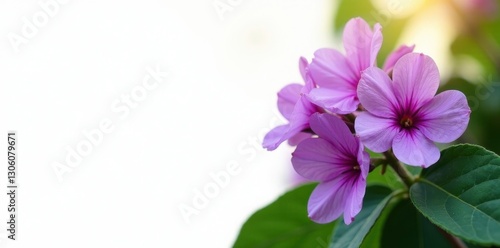 Wallpaper Mural Vibrant purple blossoms, lush green foliage White backdrop , botanical, background Torontodigital.ca