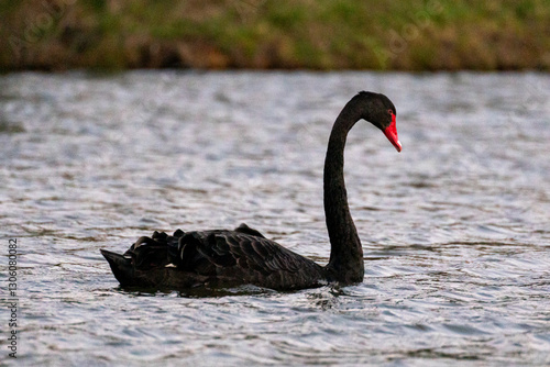 Black swan swimming in a dam in New South Wales