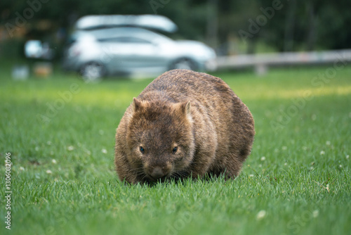Wombat at campground in New South Wales with car in background