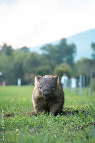 Bare-nosed wombat at Campground in New South Wales