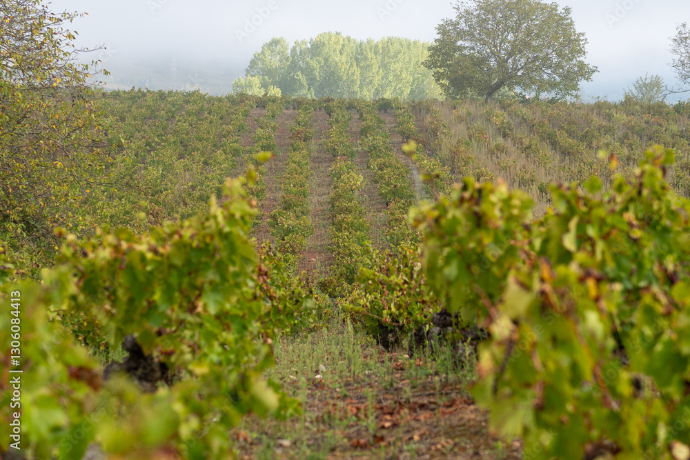 On the Camino de Santiago through the autumn vineyards around Cacabelos, Bierzo region, Autonomous Community of Castilla y León, Spain