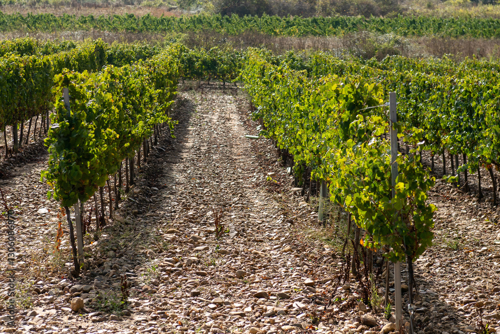 On the Camino de Santiago through the autumn vineyards around Cacabelos, Bierzo region, Autonomous Community of Castilla y León, Spain