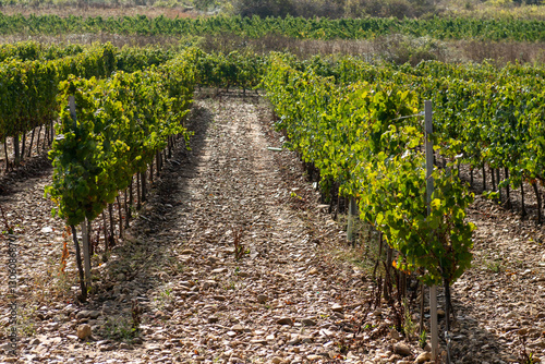 Obraz na płótnie On the Camino de Santiago through the autumn vineyards around Cacabelos, Bierzo region, Autonomous Community of Castilla y León, Spain w salonie