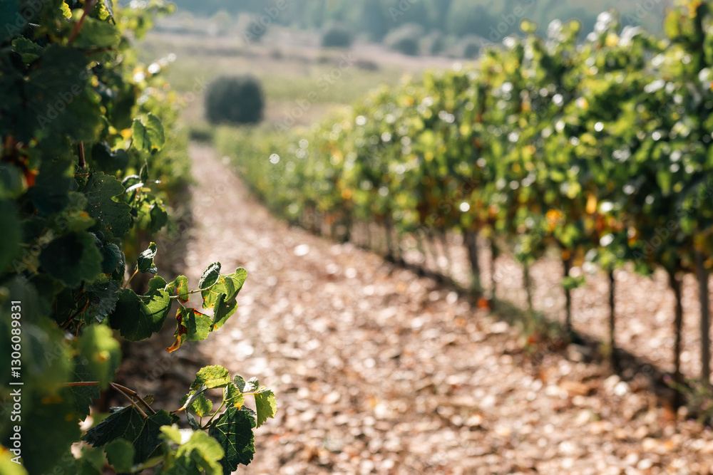 On the Camino de Santiago through the autumn vineyards around Cacabelos, Bierzo region, Autonomous Community of Castilla y León, Spain
