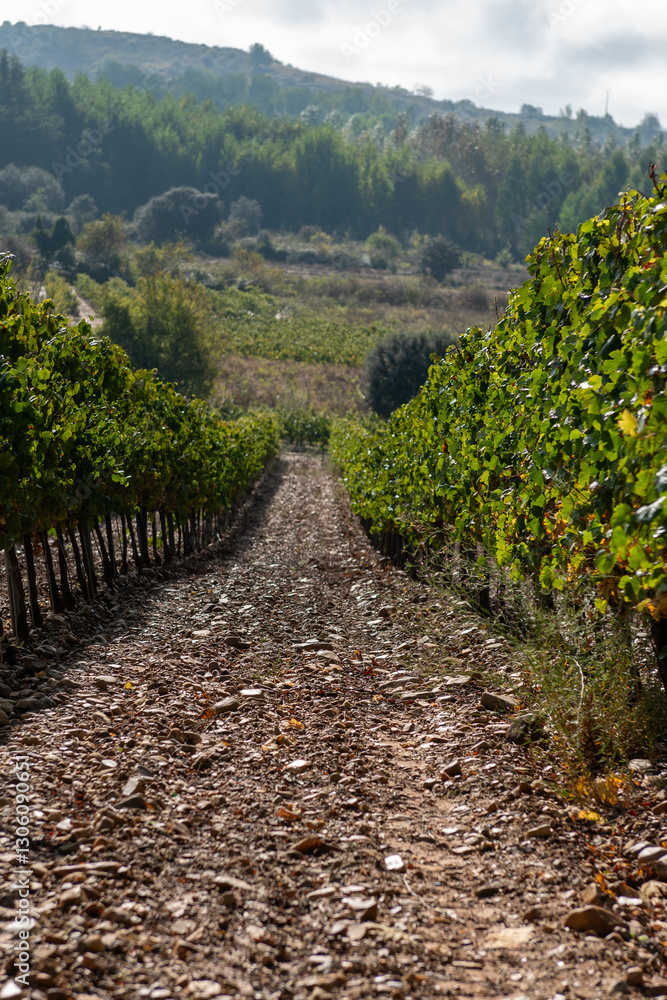 On the Camino de Santiago through the autumn vineyards around Cacabelos, Bierzo region, Autonomous Community of Castilla y León, Spain