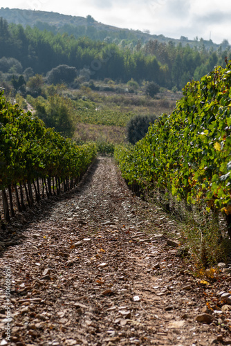 Obraz na płótnie On the Camino de Santiago through the autumn vineyards around Cacabelos, Bierzo region, Autonomous Community of Castilla y León, Spain w salonie