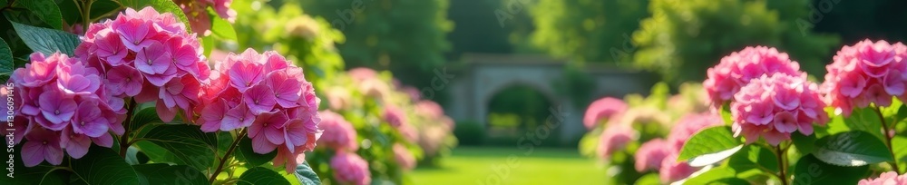 Sun-drenched hydrangeas thrive in picturesque Breton garden , flowers, beautiful Sun-drenched hydrangeas thrive in picturesque Breton garden , flowers, beautiful