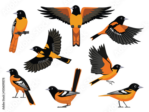 Bird Baltimore Oriole Various Poses Fly Cartoon Vector Characters